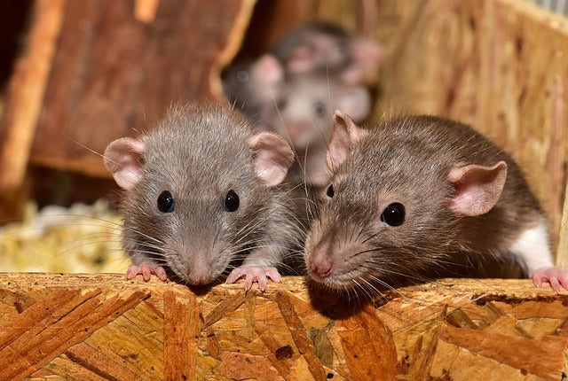 The Best Way to Get Rid of Mice in the Attic - EarthKind