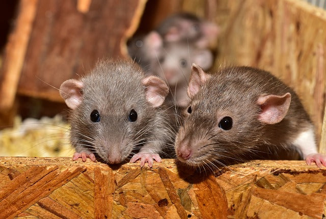 5 Step Solution to Get Rid of Rodents Like Mice and Rats in Your Attic for  Good!! 