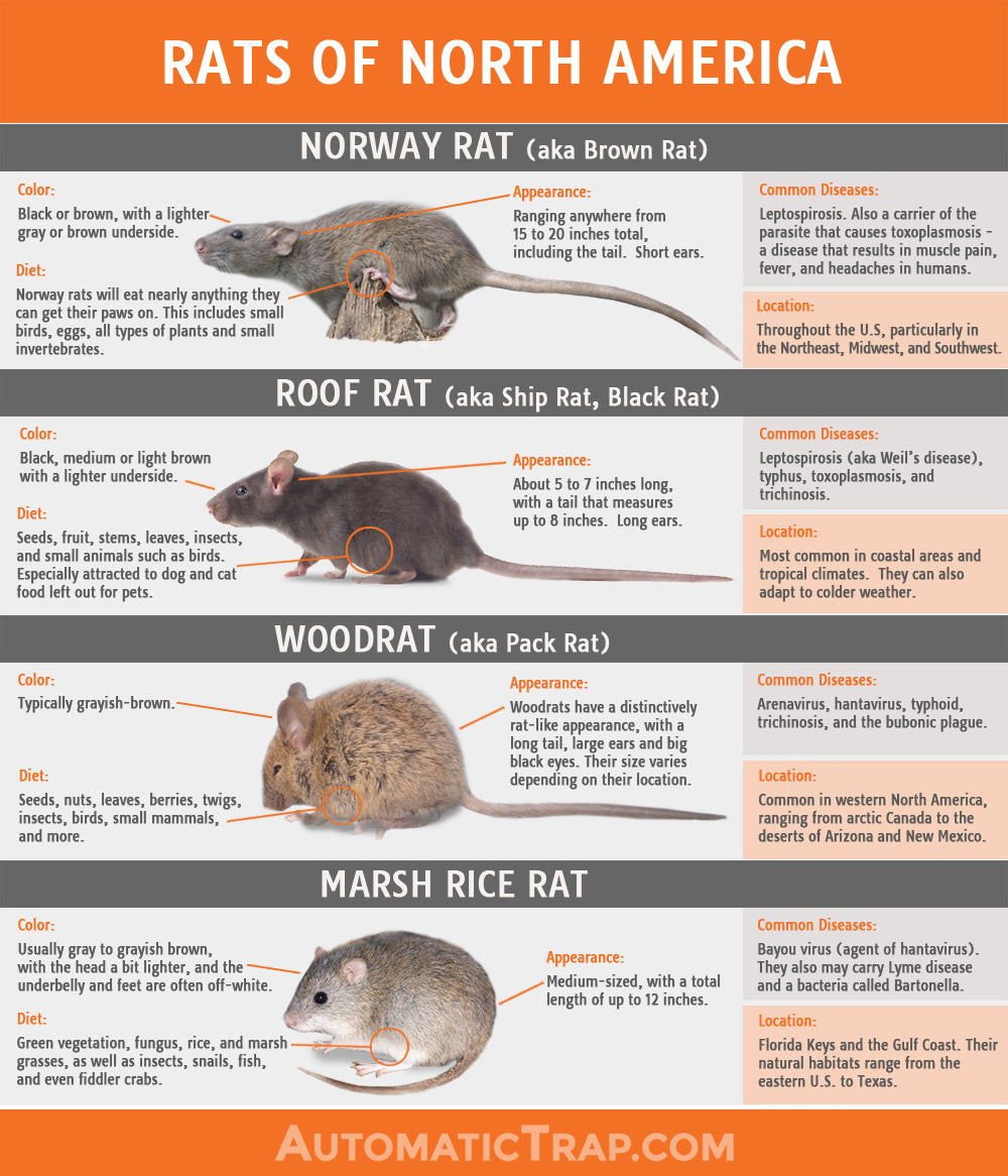 RAT definition in American English