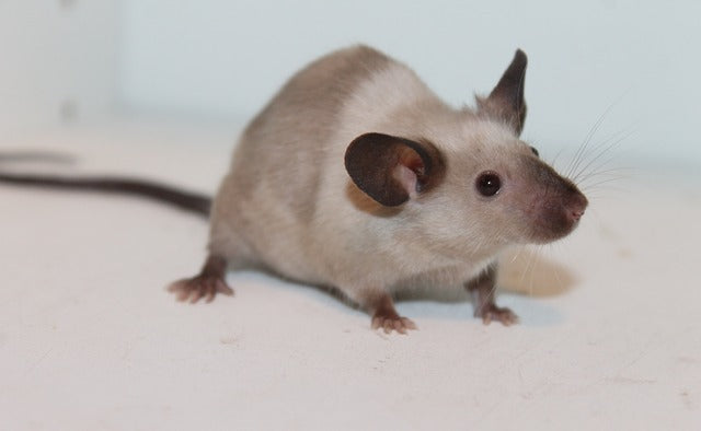 Rats: Facts about these thin-tailed, medium-size rodents