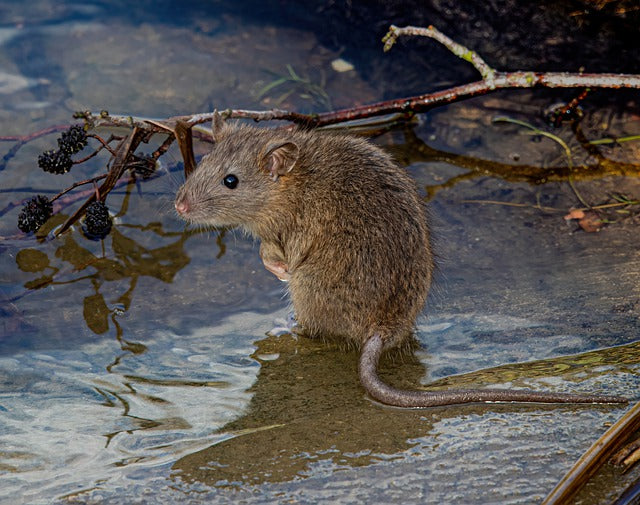 rat in stream