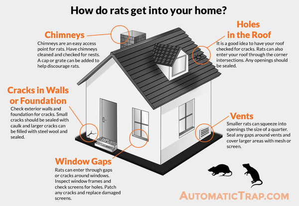 rat entry areas