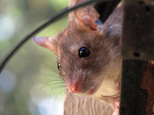 roof rat