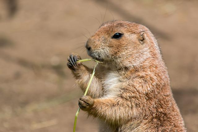 prairie dog