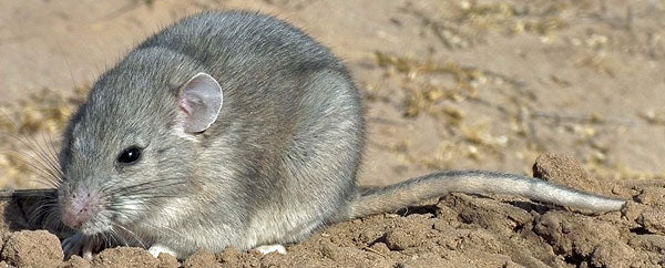 woodrat