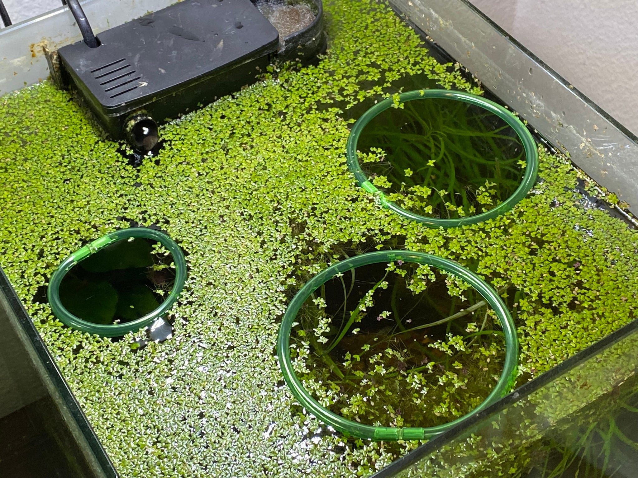 Achternaam Renovatie Afvoer ANT SHACK - Formicarium and Ant Farm Kit Shop | Floating Aquarium Corrals.  DIY Fish Tank Feeder Portal Rings