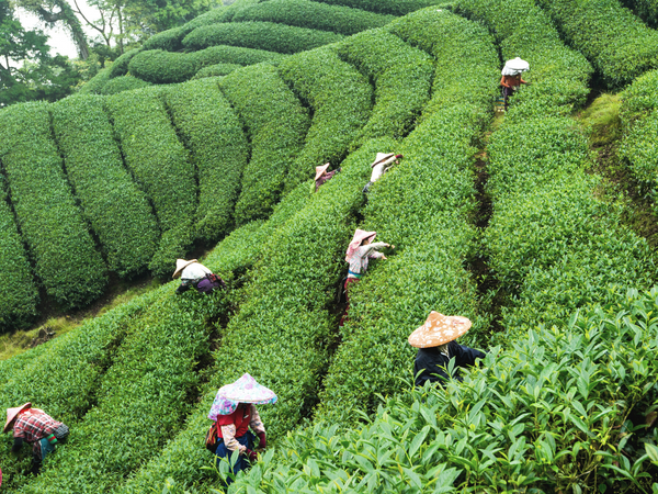 Oolong Tee Ernte in Taiwan - Alishan