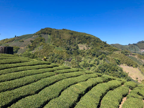 Oolong Teegarten in Taiwanesichen Hochgebirge