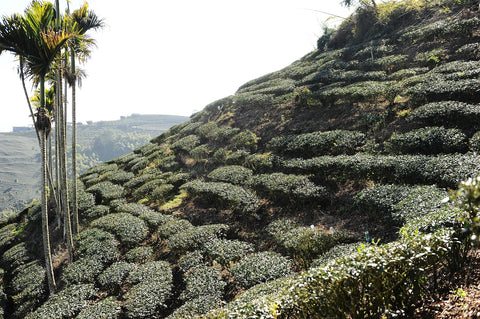 Gaba Oolong Tee Garten im Alishan Gebiet