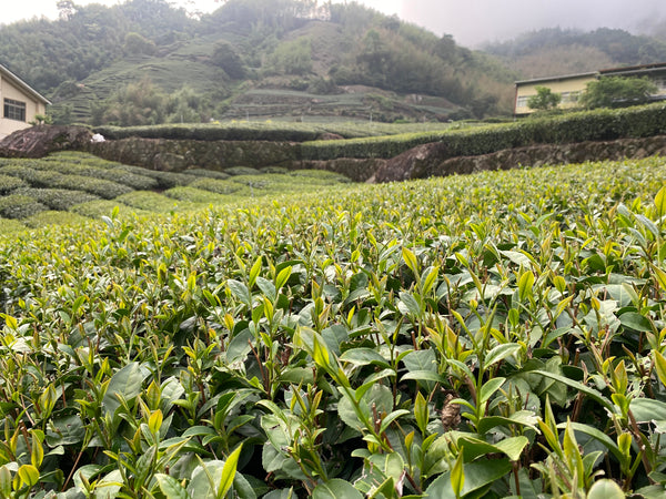 Jin Xuan Teeplantage in Nantou