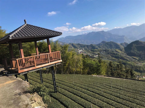 Alishan Mountain view point - teeplantage