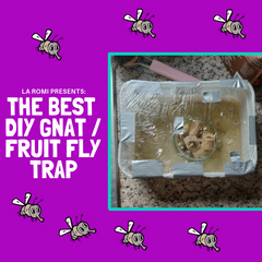 Homemade fruit fly trap