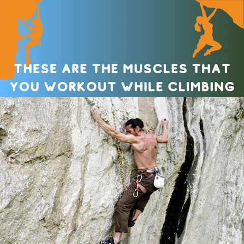 These are the muscles that you workout when rock climbing