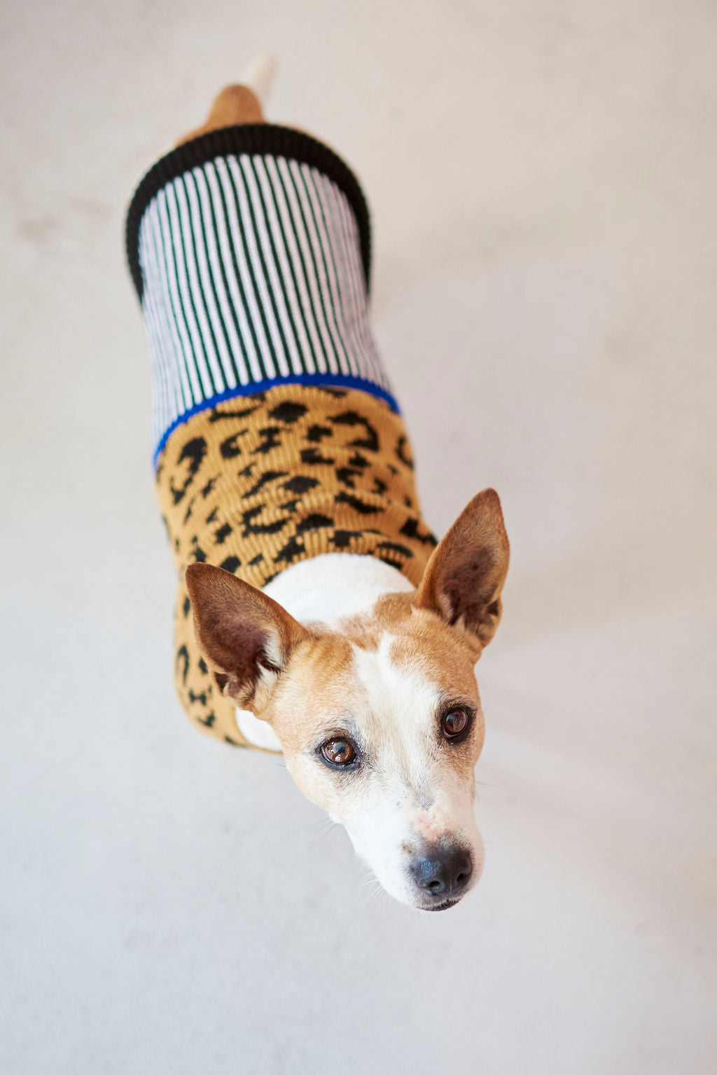 The Ziggy Knitted Dog Jersey – Lucky and Lou