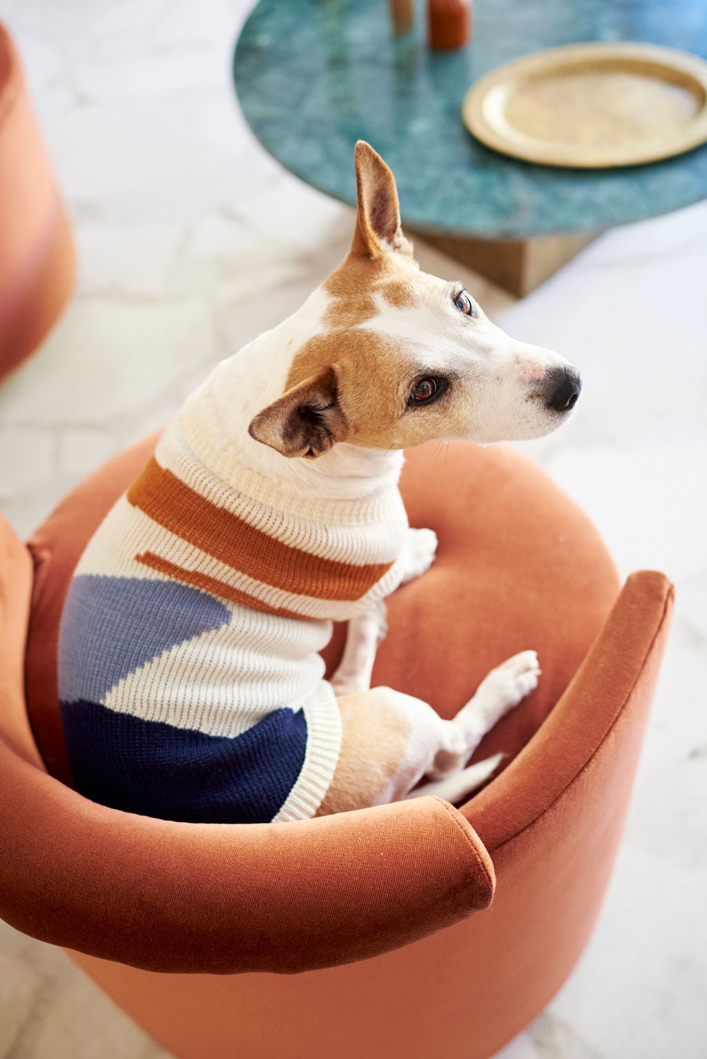 The Ziggy Knitted Dog Jersey – Lucky and Lou