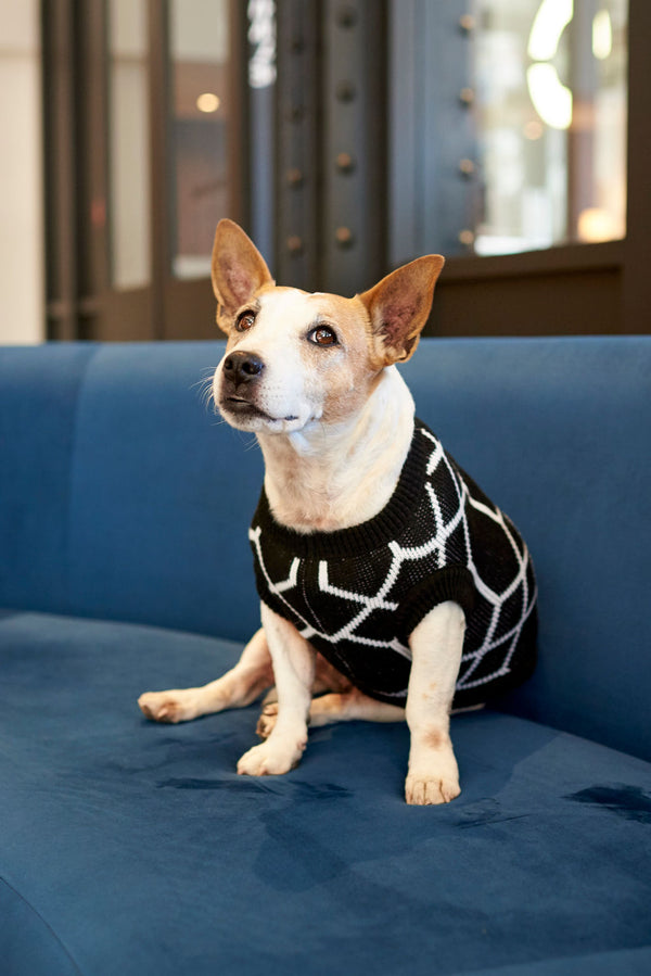 The Ziggy Knitted Dog Jersey – Lucky and Lou