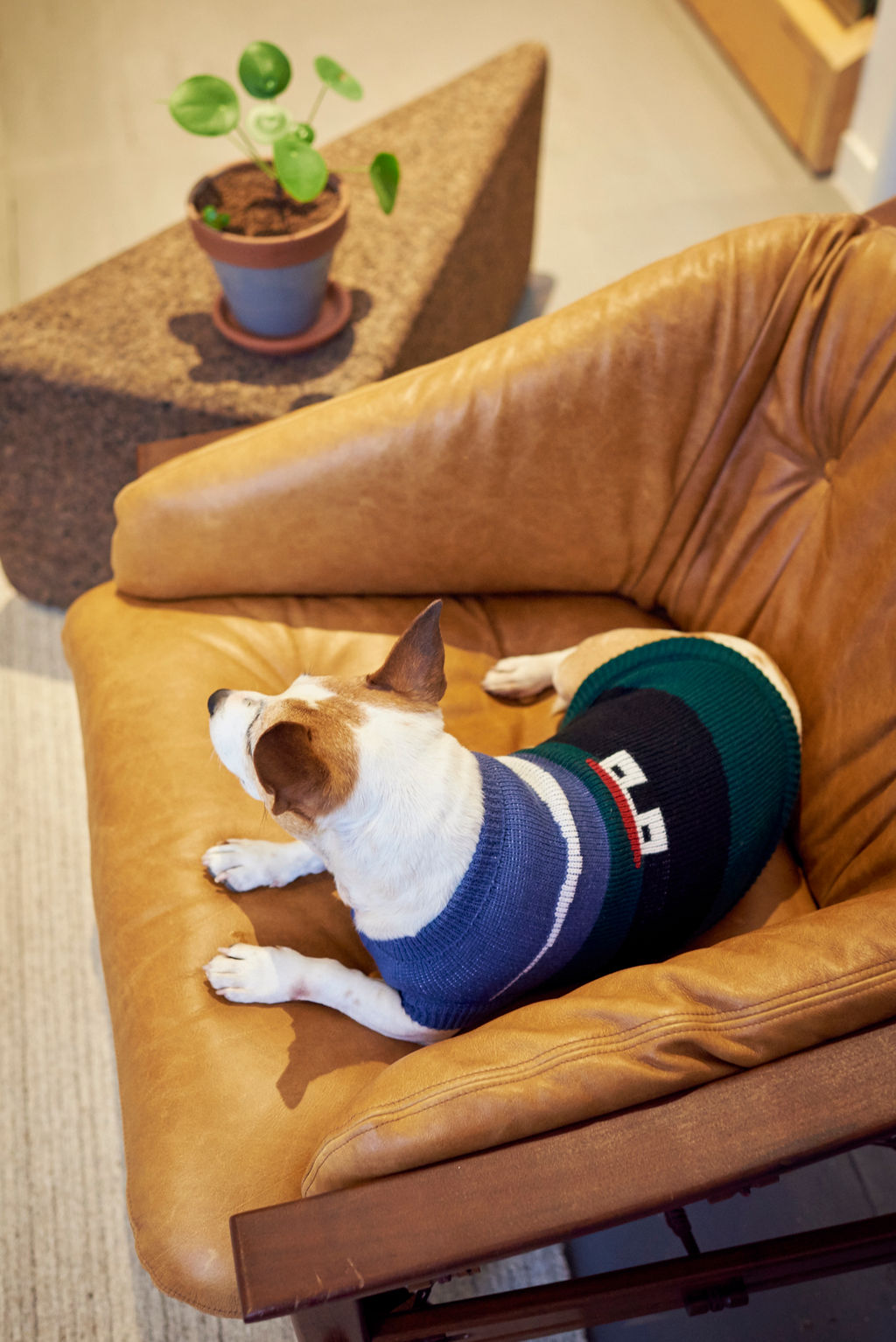 The Ziggy Knitted Dog Jersey – Lucky and Lou