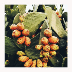 Prickly Pear Seed Oil: A Hidden Treasure With Endless Beauty Benefits