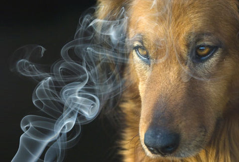 Dog by weed smoke