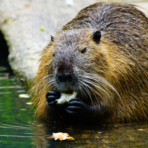 Beaver