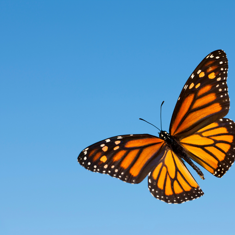 monarch butterfly