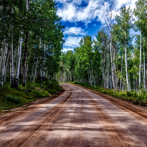 aspen trees