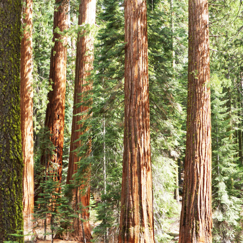 redwood trees