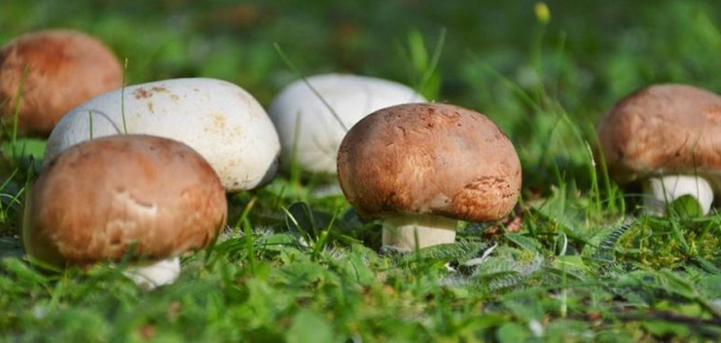 Agaricus Blazei Mushroom Superfoods Australia