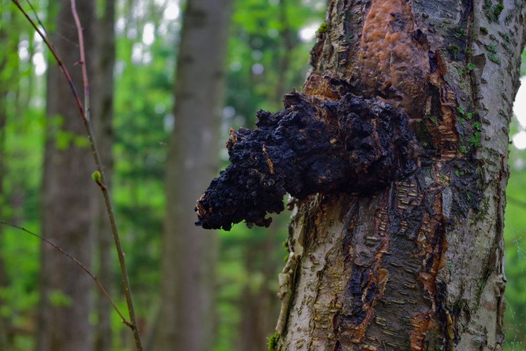 Siberian Chaga Mushroom Growing on birch Tree Superfoods Australia