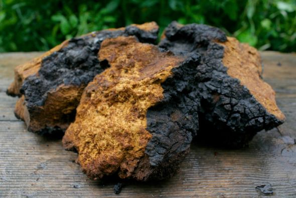 Siberian Chaga Extract Superfoods Australia