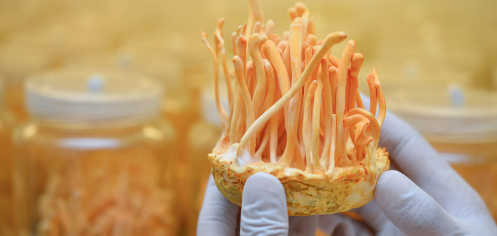 Cordyceps Mushroom Superfoods Australia