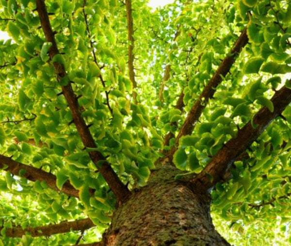 view of ginkgo baloba tree from the trunk upwards