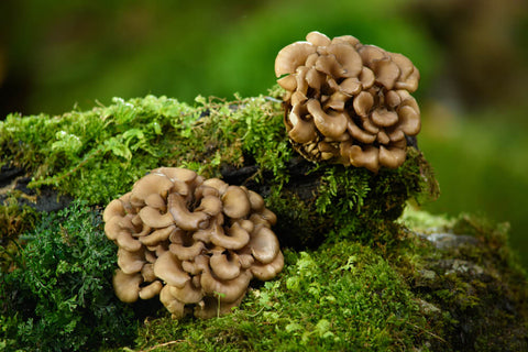 Important Facts You Should Know About Maitake Mushrooms