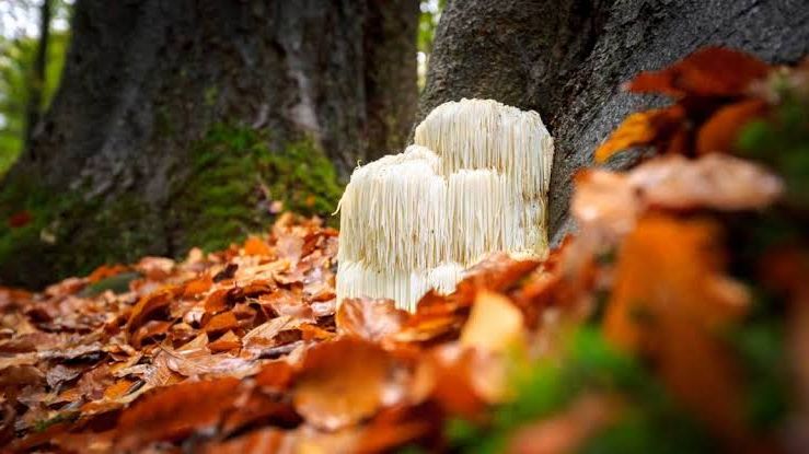 Lion's Mane in the Forest Superfoods Australia