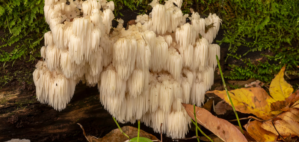 Lion's Mane in the forest Superfoods Australia