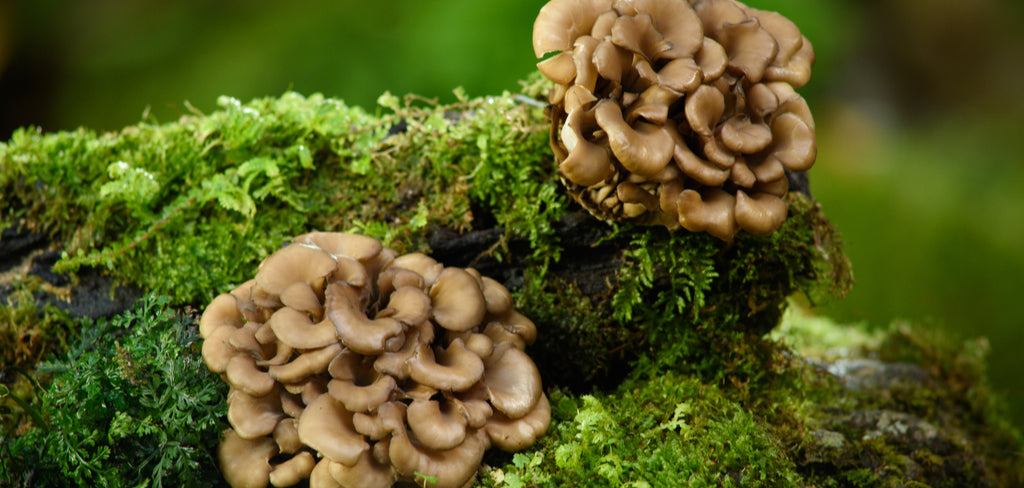 Maitake Growing In forest superfoods Australia