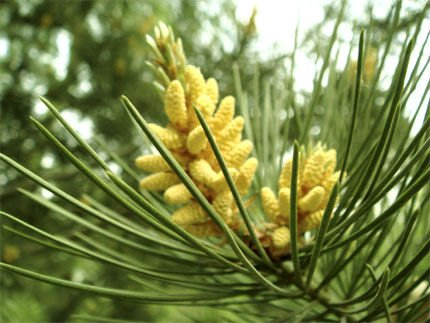 Pine pollen and pine needles superfoods australia