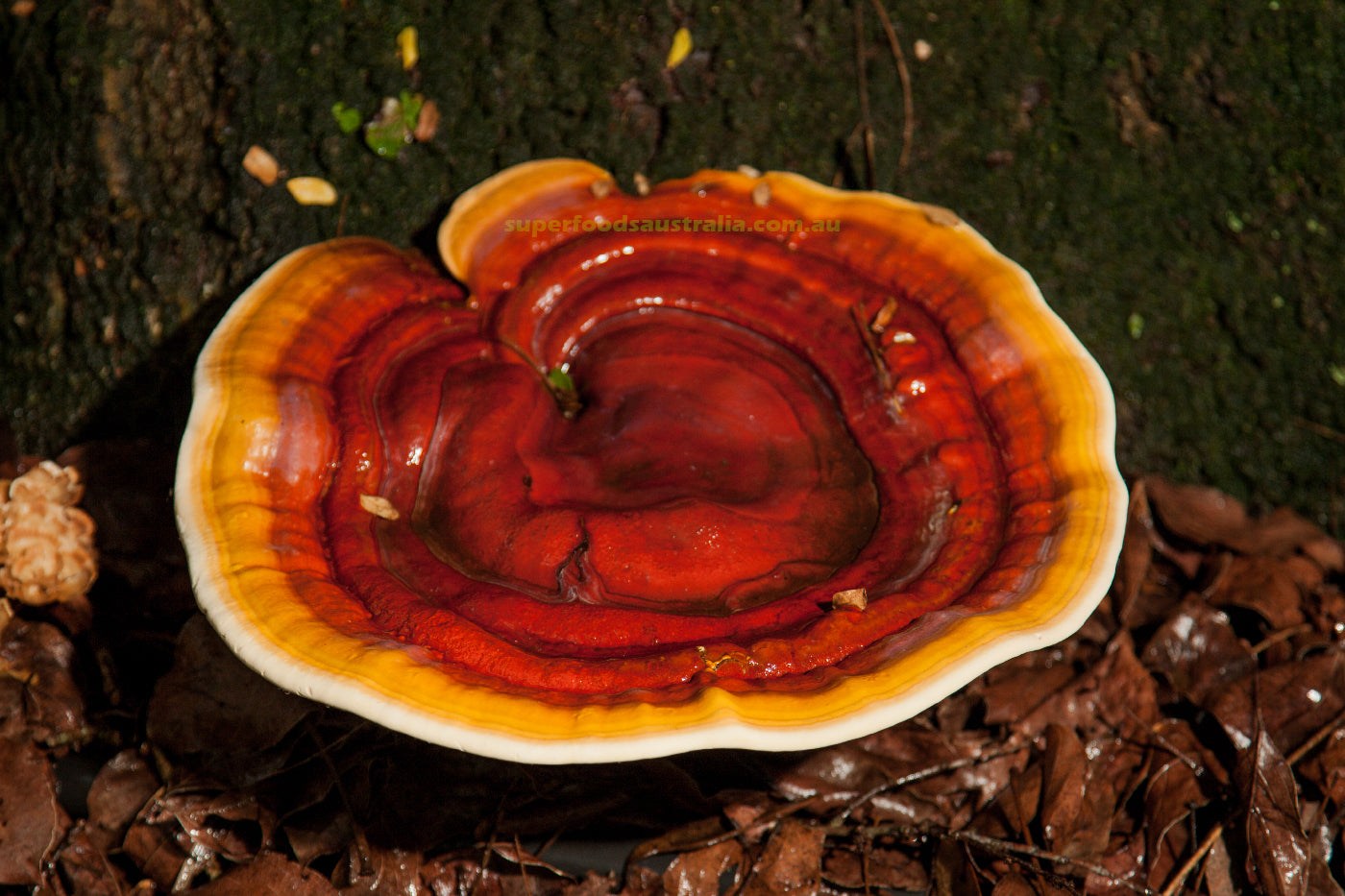 Reishi Mushroom In the forest 