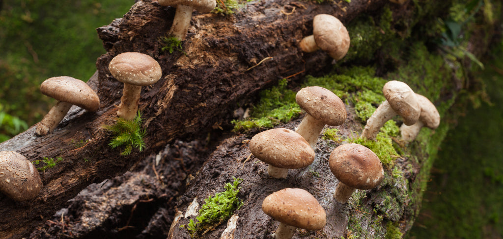 Shiitake Mushroom in the forest Superfoods Australia