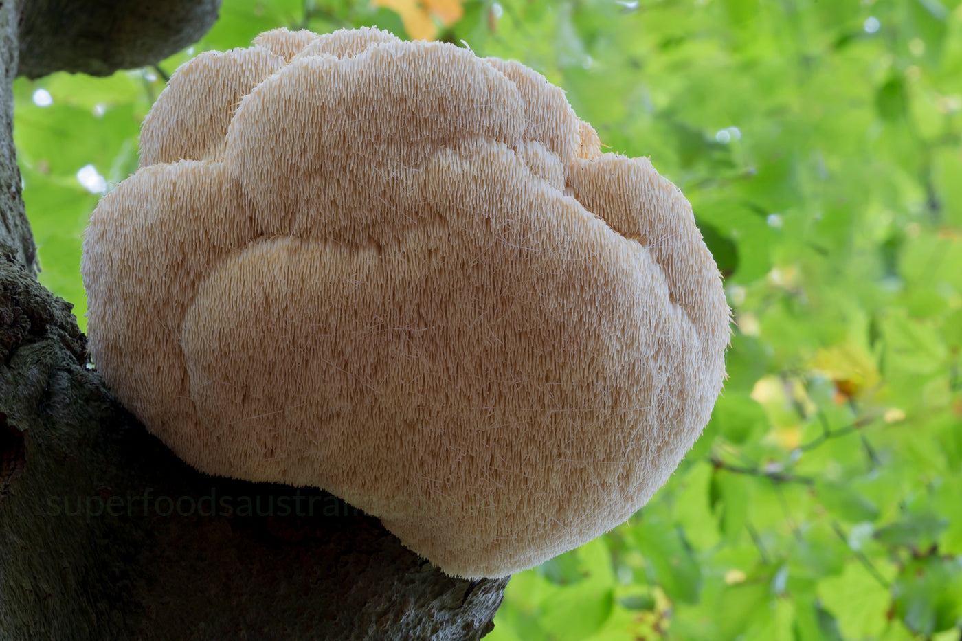 Lion's Mane growing on tree in the forest Superfoods Australia