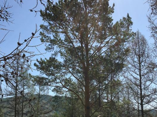 pine needle tree