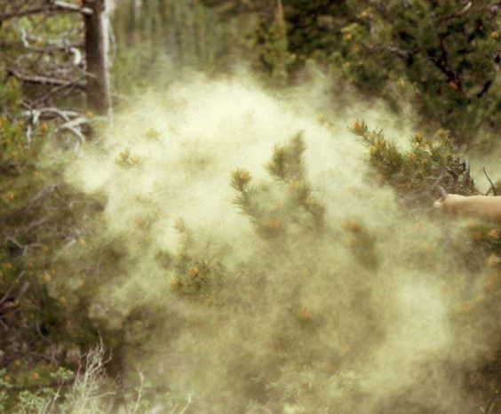 image of plant where pine pollen is found