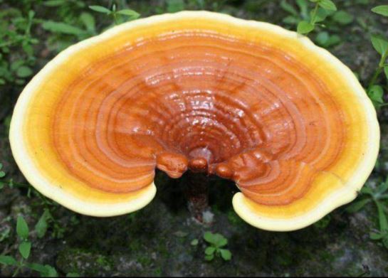 reishi mushroom in it's full form