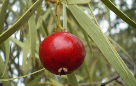 Indigenous Food in Australia - Quandong