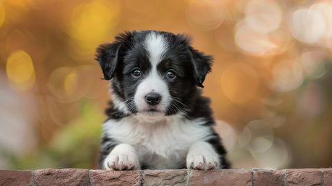 a very cute border collie puppy