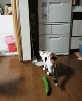 A cat being scared of a cucumber