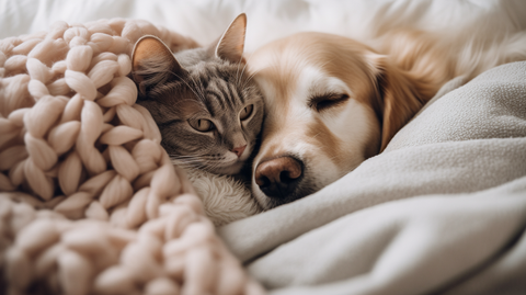 A cat and dog nuzzled up together in bed