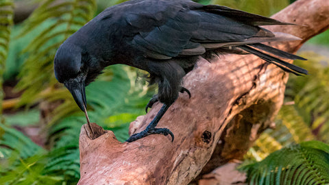 A crow using tools to catch food