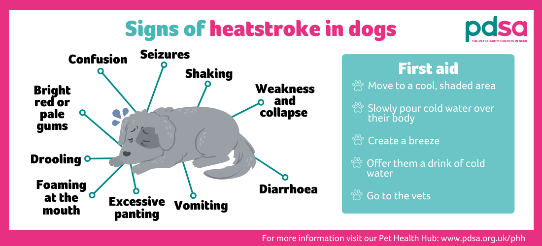 Signs of heatstroke in dogs from the PDSA