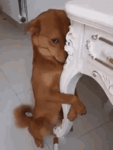 A gif of a dog looking guilty
